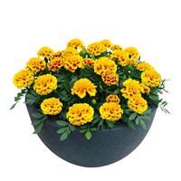 Super Hero Yellow Bee French Marigold