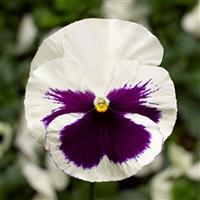 Delta Speedy White with Blotch Pansy