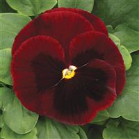 Mammoth Big Red Pansy
