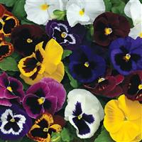 Mammoth Mix Pansy