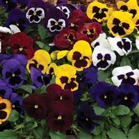 Mammoth Masquerade Mix Pansy