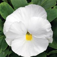 Mammoth White Hot Pansy