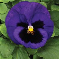 Mammoth Blue-ti-ful Pansy