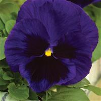 Mammoth Deep Blue Dazzle Pansy