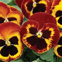 Mammoth On Fire Pansy