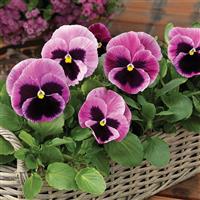 Mammoth Pink Berry Pansy