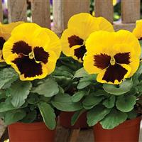 Mammoth Queen Yellow Bee Pansy