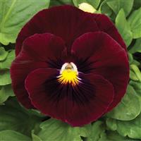 Mammoth Rocky Rose Pansy