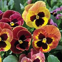 Mammoth Sangria Punch Pansy