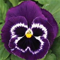 Mammoth Viva La Violet Pansy
