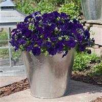 Success TR Blue Petunia