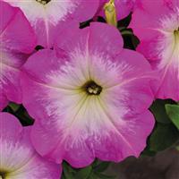 Success TR Pink Morn Petunia