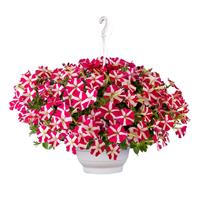 Success TR Rose Star Petunia