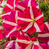 Success TR Rose Star Petunia