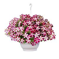 Success TR Magenta Star Petunia