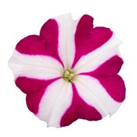Success TR Magenta Star Petunia