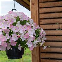 Success TR Light Pink Morn Petunia