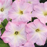 Success TR Light Pink Morn Petunia