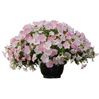 Success TR Light Pink Morn Petunia
