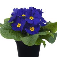 Paradiso Mid Blue Primula Acaulis