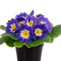 Paradiso Mid Blue Bicolor Primula Acaulis