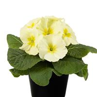 Paradiso Mid Lemon Primula Acaulis