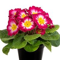 Paradiso Mid Pink Bicolor Primula Acaulis