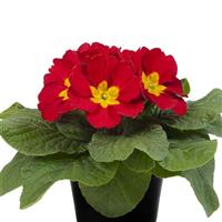 Paradiso Mid Red Primula Acaulis