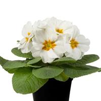 Paradiso Mid White Primula Acaulis
