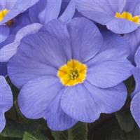 Paradiso Mid Light Blue Primula Acaulis