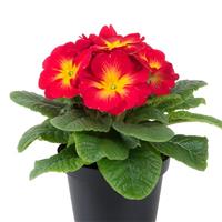 Paradiso Mid Yellow Red Primula Acaulis