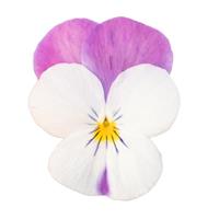 Admire White Pink Wing Viola