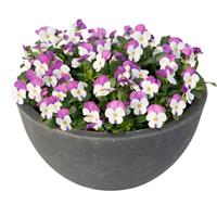 Admire White Pink Wing Viola