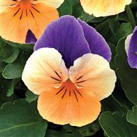 Penny Peach Jump-Up Viola