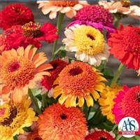 Crestar Mix Zinnia