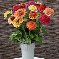Crestar Mix Zinnia