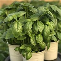 Prospera Active Aya Basil
