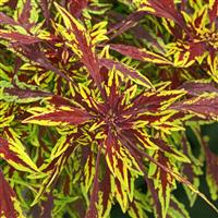 FlameThrower™ Chipotle Coleus