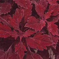 FlameThrower™ Salsa Roja Coleus