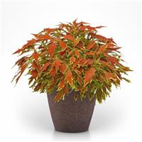 FlameThrower™ Cajun Spice Coleus
