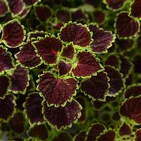Burgundy Wedding Train Coleus