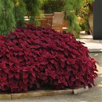 Redhead Coleus