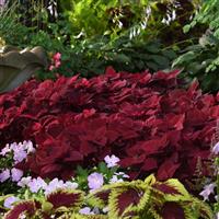 Redhead Coleus