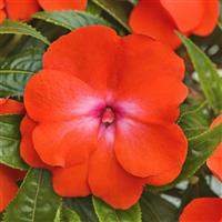Clockwork™ Orange Glow New Guinea Impatiens