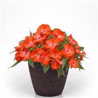 Clockwork™ Orange Glow New Guinea Impatiens