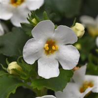 Galactic Mist White Bacopa
