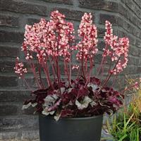 Heuchera Heucherette™ Pink
