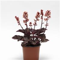 Heuchera Heucherette™ Pink