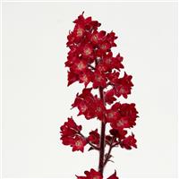 Heuchera Heucherette™ Red