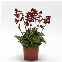 Heuchera Heucherette™ Red